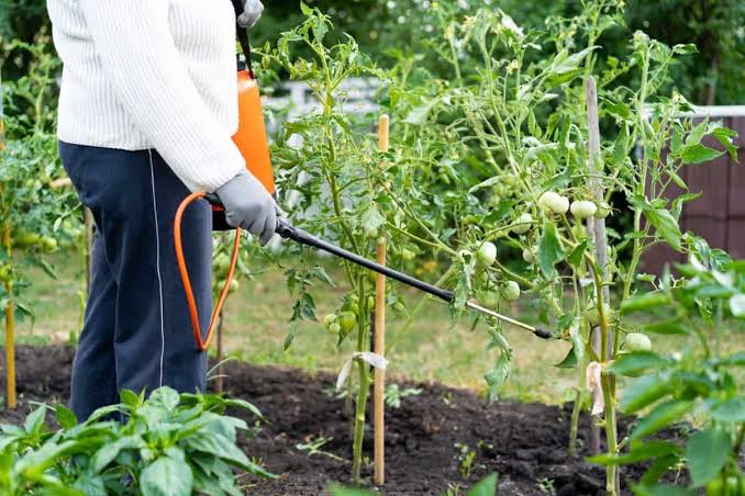 Tomato Pinworm: Description, Damages Caused, Control and Preventive Measures Tomato Pinworm: Description, Damages Caused, Control and Preventive Measures