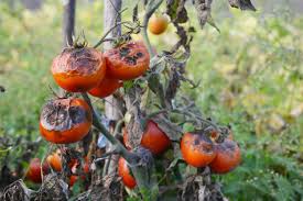 Late Blight (Potato and tomato): Description, Damages Caused, Control and Preventive Measures