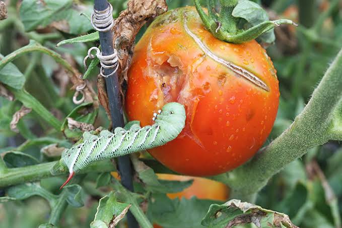Tomato Pinworm: Description, Damages Caused, Control and Preventive Measures Tomato Pinworm: Description, Damages Caused, Control and Preventive Measures
