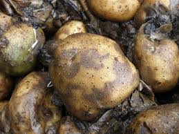 Late Blight (Potato and tomato): Description, Damages Caused, Control and Preventive Measures