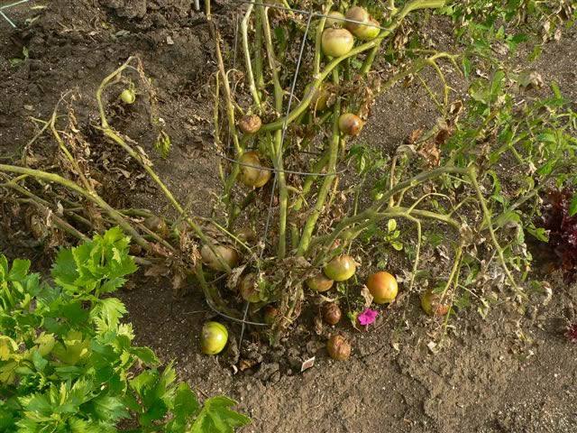 Late Blight (Potato and tomato): Description, Damages Caused, Control and Preventive Measures