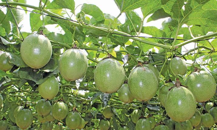 Passion Fruits: History, Nutrition, Health Benefits and Growing Guide Passion Fruits: History, Nutrition, Health Benefits and Growing Guide