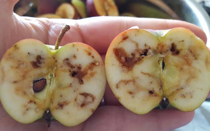 Apple Maggot: Description, Damages Caused, Control and Preventive Measures