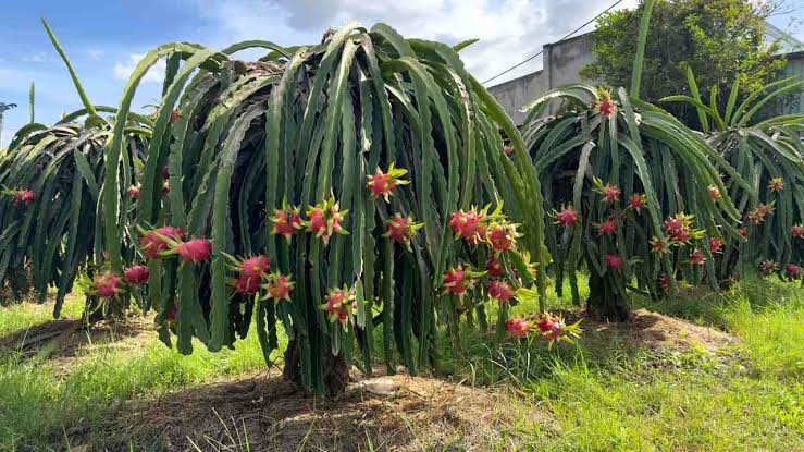 Dragon Fruits: History, Nutrition, Health Benefits and Growing Guide 