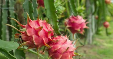 Dragon Fruits: History, Nutrition, Health Benefits and Growing Guide