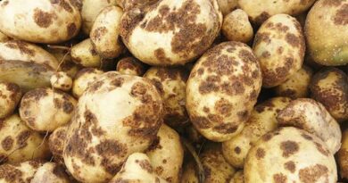 Powdery Scab (Potatoes): Description, Damages Caused, Control and Preventive Measures