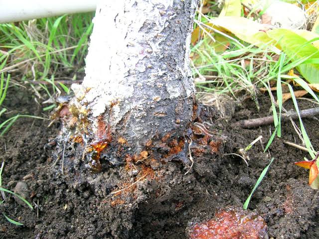 Peach Tree Borer: Description, Damages Caused, Control and Preventive Measures