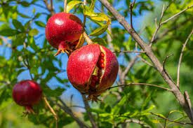 Pomegranates: History, Nutrition, Health Benefits and Growing Guide 