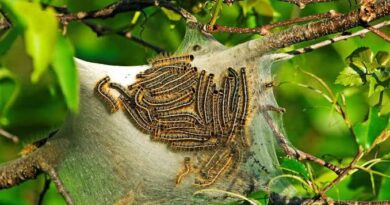 Bagworms: Description, Damages Caused, Control and Preventive Measures