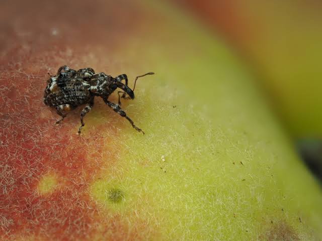 Plum Curculio: Description, Damages Caused, Control and Preventive Measures Plum Curculio: Description, Damages Caused, Control and Preventive Measures