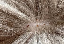 Fleas: Description, Damages Caused, Control and Preventive Measures Fleas: Description, Damages Caused, Control and Preventive Measures