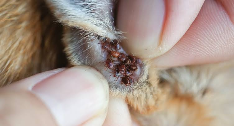 Fleas: Description, Damages Caused, Control and Preventive Measures Fleas: Description, Damages Caused, Control and Preventive Measures