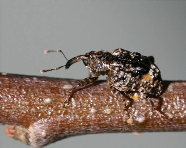 Plum Curculio: Description, Damages Caused, Control and Preventive Measures Plum Curculio: Description, Damages Caused, Control and Preventive Measures