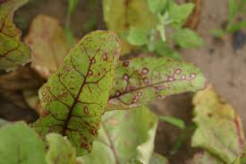 Cercospora Leaf Spot: Description, Damages Caused, Control and Preventive Measures