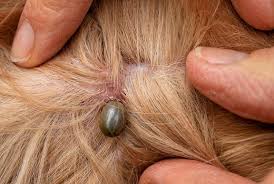 Ticks: Description, Damages Caused, Control and Preventive Measures