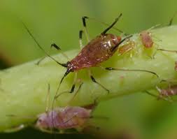 Rose Aphid: Description, Damages Caused, Control and Preventive Measures Rose Aphid: Description, Damages Caused, Control and Preventive Measures