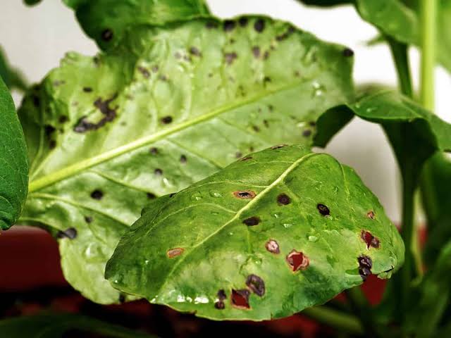 Cercospora Leaf Spot: Description, Damages Caused, Control and Preventive Measures