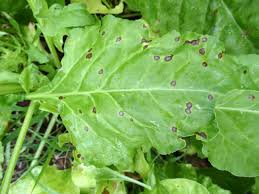 Cercospora Leaf Spot: Description, Damages Caused, Control and Preventive Measures