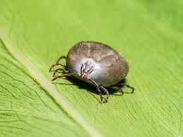 Ticks: Description, Damages Caused, Control and Preventive Measures