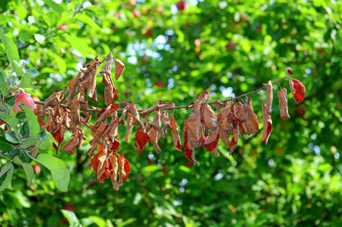 Fire Blight (Rosaceae family): Description, Damages Caused, Control and Preventive Measures