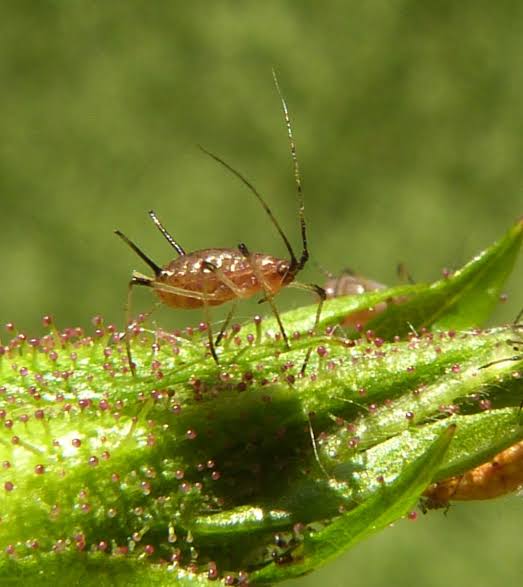 Rose Aphid: Description, Damages Caused, Control and Preventive Measures Rose Aphid: Description, Damages Caused, Control and Preventive Measures