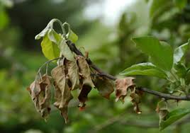 Fire Blight (Rosaceae family): Description, Damages Caused, Control and Preventive Measures