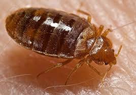 Mites: Description, Damages Caused, Control and Preventive Measures Mites: Description, Damages Caused, Control and Preventive Measures
