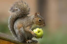 Squirrels: Description, Damages Caused, Control and Preventive Measures Squirrels: Description, Damages Caused, Control and Preventive Measures
