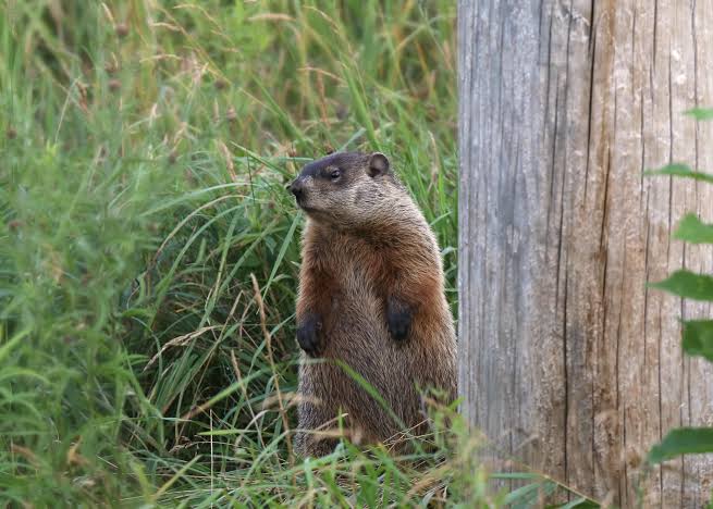 Groundhogs (woodchucks): Description, Damages Caused, Control and Preventive Measures Groundhogs (woodchucks): Description, Damages Caused, Control and Preventive Measures