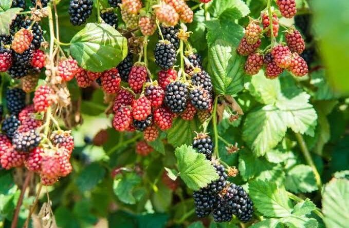Boysenberries: History, Nutrition, Health Benefits and Growing Guide