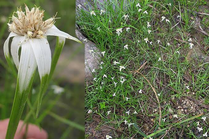 How to Grow, Use and Care for Whitetop Sedge Grass (Rhynchospora colorata)