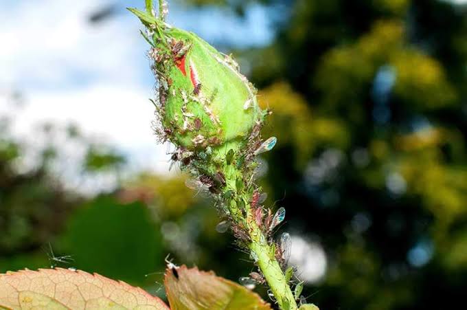 Rose Aphid: Description, Damages Caused, Control and Preventive Measures Rose Aphid: Description, Damages Caused, Control and Preventive Measures