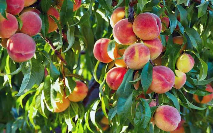 Nectarines: History, Nutrition, Health Benefits and Growing Guide 