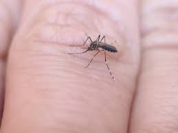 Mosquitoes: Description, Damages Caused, Control and Preventive Measures Mosquitoes: Description, Damages Caused, Control and Preventive Measures