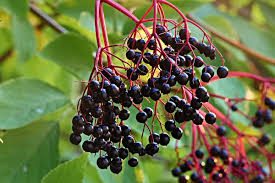 Elderberries: History, Nutrition, Health Benefits and Growing Guide 