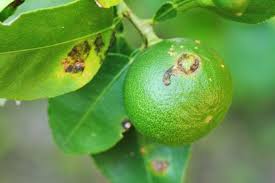 Citrus Canker: Description, Damages Caused, Control and Preventive Measures