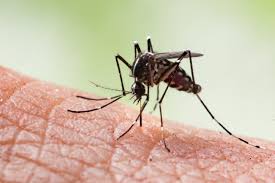 Mosquitoes: Description, Damages Caused, Control and Preventive Measures Mosquitoes: Description, Damages Caused, Control and Preventive Measures