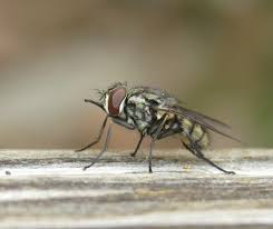 Flies: Description, Damages Caused, Control and Preventive Measures