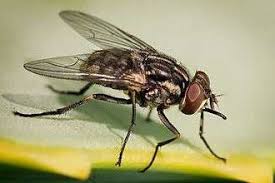Flies: Description, Damages Caused, Control and Preventive Measures