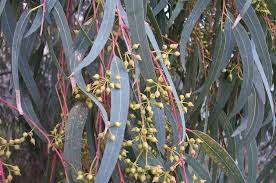 8 Medicinal Health Benefits Of Eucalyptus (Eucalyptus sp.)