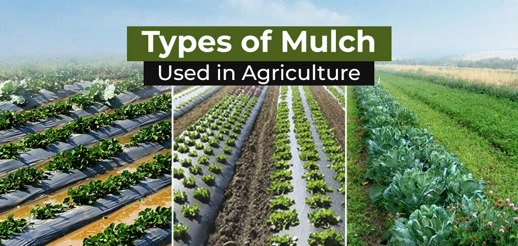 What is Mulching and Importance of Mulching