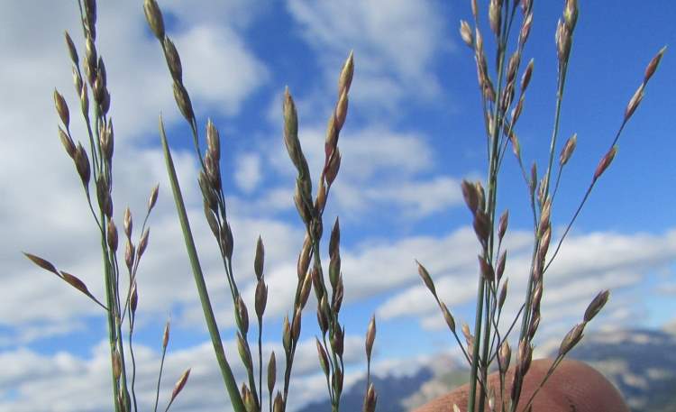 How to Grow, Use and Care for Wood Bluegrass (Poa nemoralis)