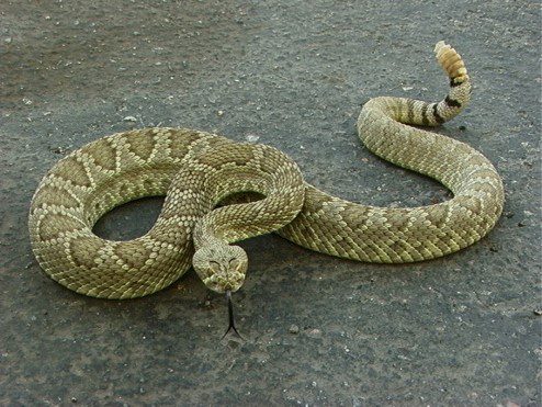 Snakes (venomous snakes): Description, Damages Caused, Control and Preventive Measures