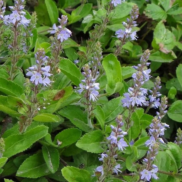 15 Medicinal Health Benefits Of Veronica (Veronica officinalis)