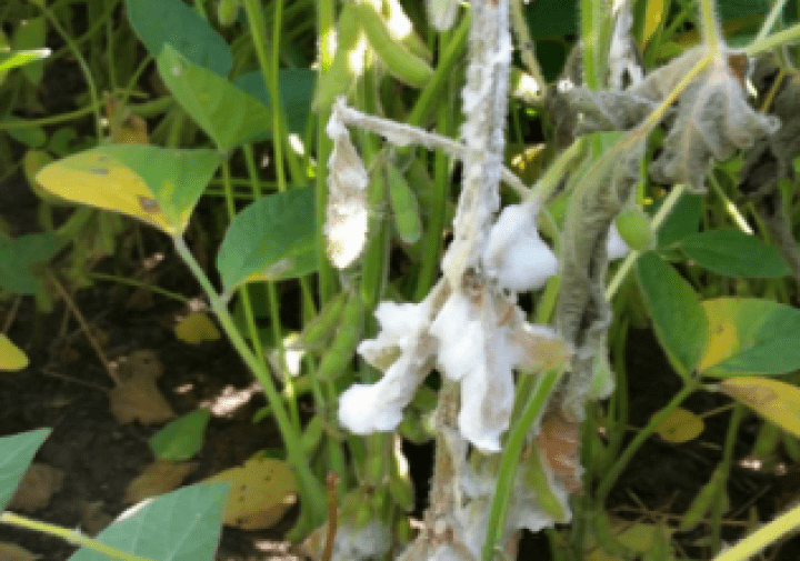 White Mold: Description, Damages Caused, Control and Preventive Measures