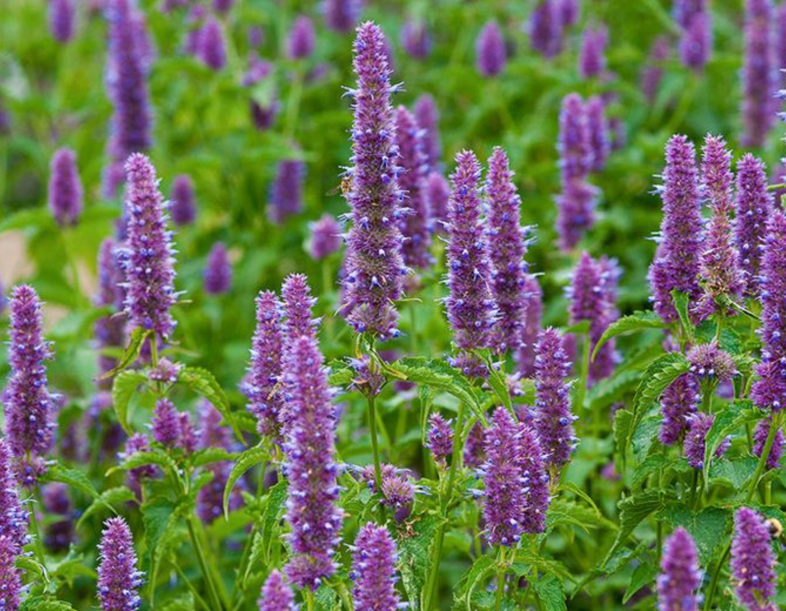 18 Medicinal Health Benefits Of Patchouli Medicinal Health Benefits Of Patchouli