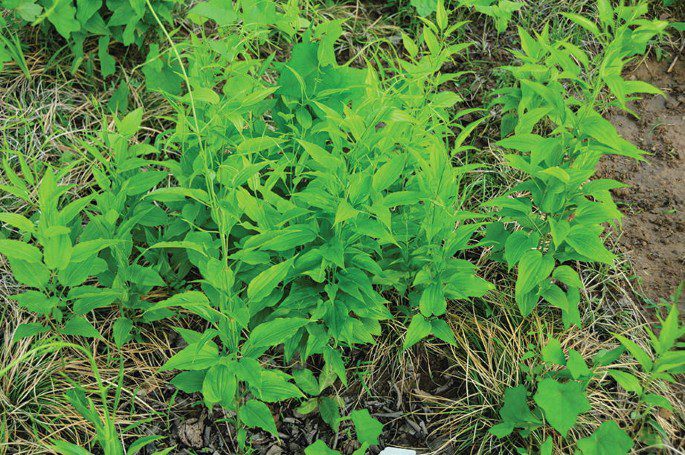 16 Medicinal Health Benefits Of Stemona tuberosa (Baishao) Stemona tuberosa (Baishao)