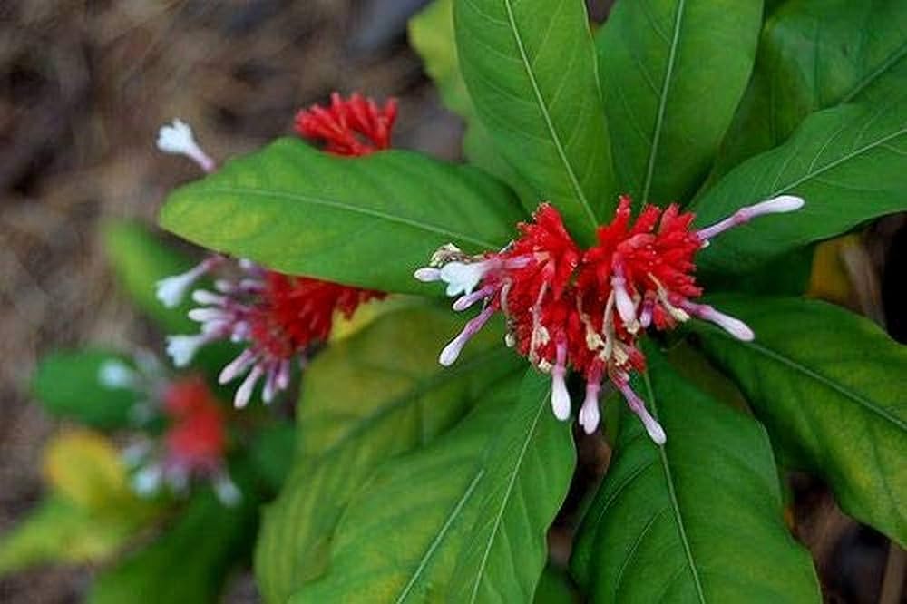 18 Medicinal Health Benefits Of Rauvolfia serpentina (Indian Snakeroot)