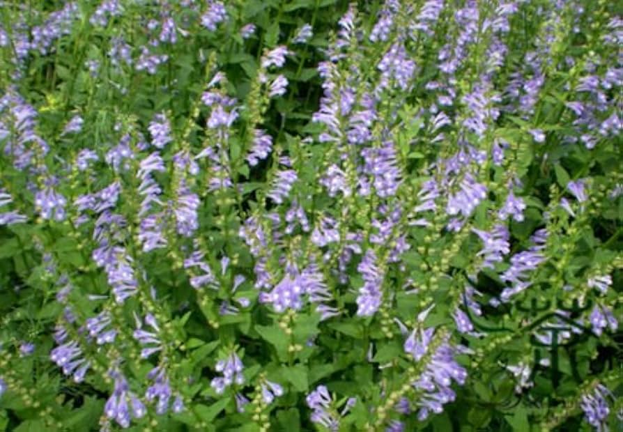16 Medicinal Health Benefits Of Scutellaria barbata (Barbat Skullcap) Scutellaria barbata (Barbat Skullcap)