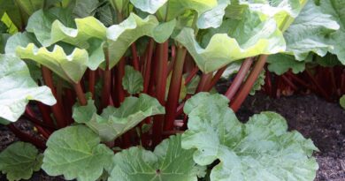 18 Medicinal Health Benefits Of Rheum officinale (Chinese Rhubarb)